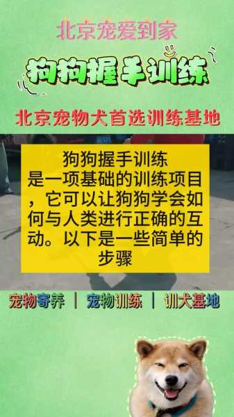 新手怎么训练宠物狗视频（新手怎么训练宠物狗视频教学）