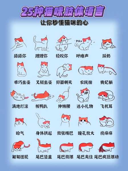 猫咪怎么让毛发好看蓬松（怎样让猫咪的毛发亮柔软）