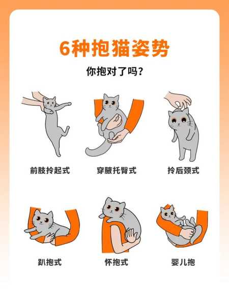 要怎么抱猫才舒服（要怎么抱猫才舒服呢）