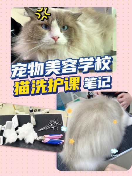 给宠物猫美容所要知道哪些信息（给宠物猫美容所要知道哪些信息内容）