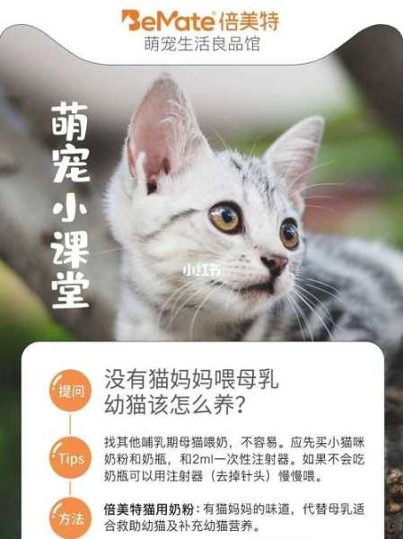 奶猫没有猫妈妈怎么办（奶猫没有母猫喂养能活多久）