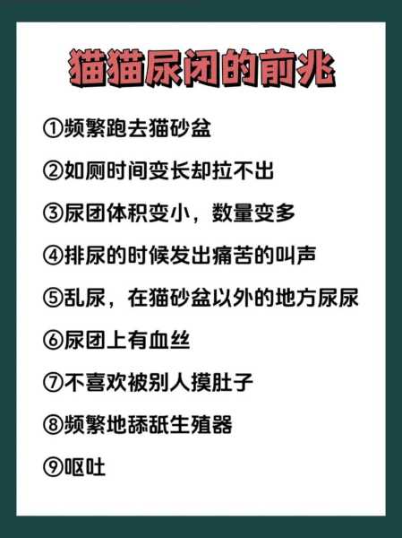 猫咪尿频症状表现（猫儿尿频）