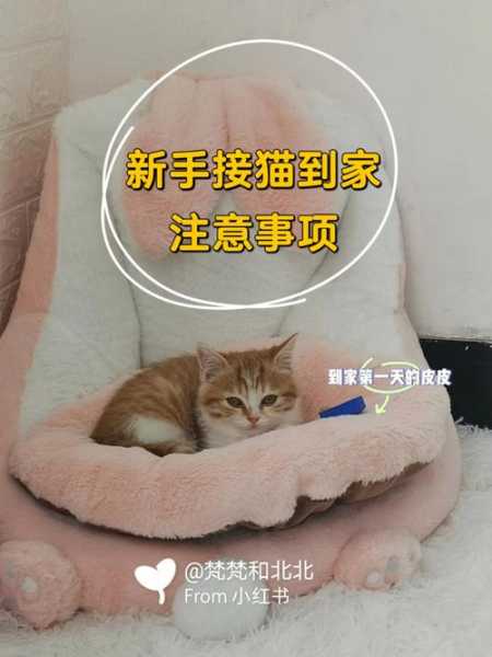 刚接回家的猫咪怎么培养感情（刚接回家的猫咪怎么培养感情能力）