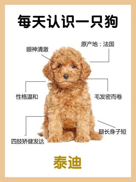 泰迪犬怎么取名字（泰迪犬取名字大全男）