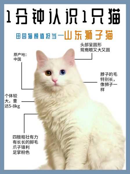 山东狮子猫怎么辨别（山东狮子猫的缺点）