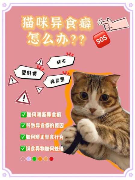 怎么解决猫咪乱吃东西的问题（怎么解决猫咪乱吃东西的问题视频）