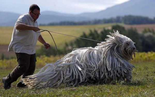 盘点狗狗那些千奇百怪的事情（盘点狗狗那些千奇百怪的事情视频）