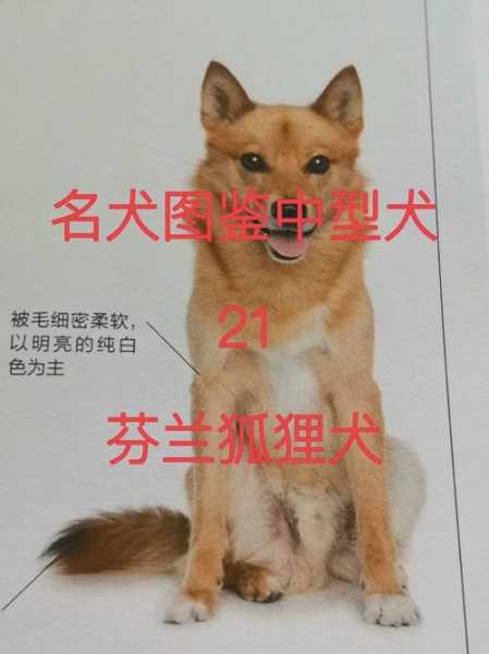 芬兰狐狸犬的介绍以及特征（芬兰狐狸犬的介绍以及特征是什么）