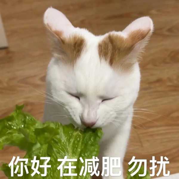 猫咪减肥图片表情（猫咪减肥图片表情包）