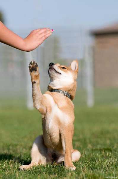 幼柴犬怎么训练（幼柴犬怎么训练听话）