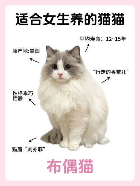 给布偶猫咪取什么名字好听（给布偶猫咪取什么名字好听一点）