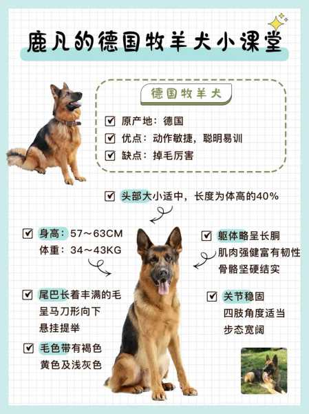 德国牧羊犬怎样训练（德国牧羊犬如何驯养）