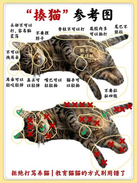 猫犯错了该怎么办（猫猫犯了错怎么惩罚）