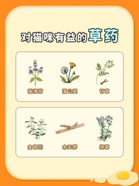 猫草有什么作用?（猫草人可以吃吗）