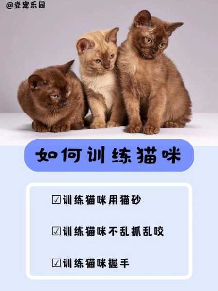 怎么训练猫猫晚上不叫（如何训练猫晚上不叫）