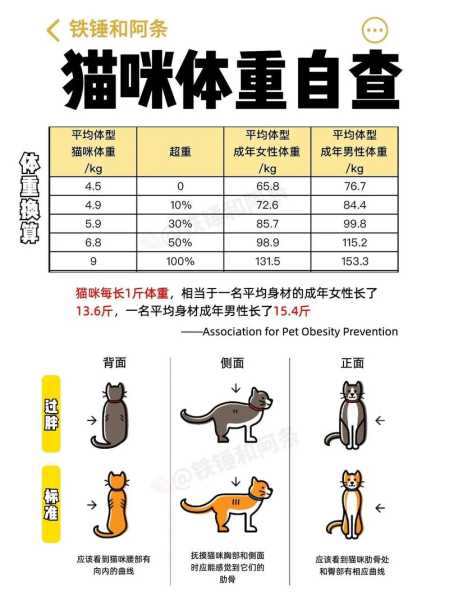 怎么控制猫咪的食量和体重（猫猫怎么控制体重）