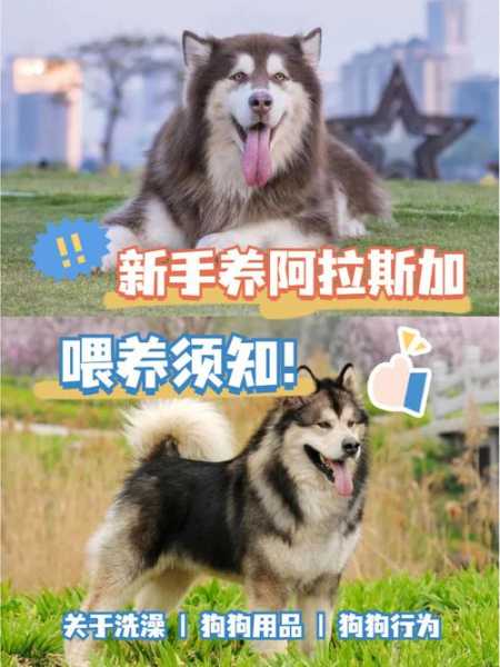 新手阿拉斯加怎么养（新手怎么养阿拉斯加幼犬）