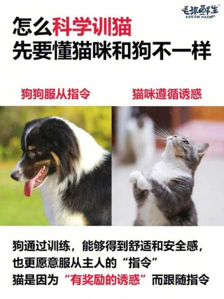 如何训练猫狗相处（如何训练猫狗相处的方法）