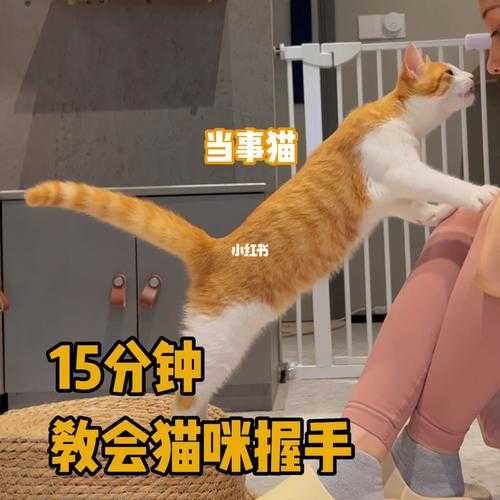 如何正确的训练猫咪握手（如何正确的训练猫咪握手的方法）