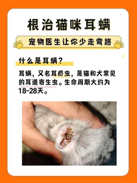 猫咪耳螨治不好会怎么样（猫咪耳螨治不好怎么办）