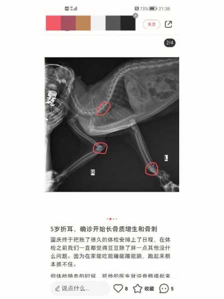 折耳猫繁育会也是折耳吗（折耳猫繁殖窝窝有折耳吗?）