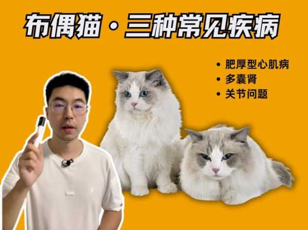 布偶猫易患病（布偶猫容易得的病）