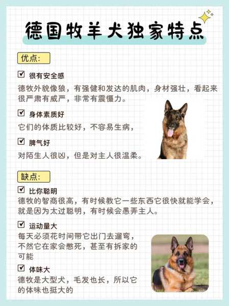 夏季如何饲养德国牧羊犬（德国牧羊犬家养）