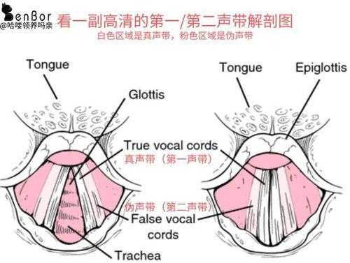 猫发出的是什么声波（猫发声原理）