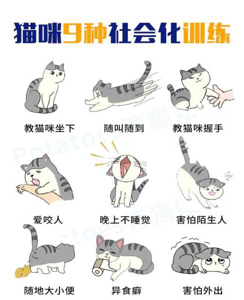 猫咪基本训练有哪些方法（猫猫训练）