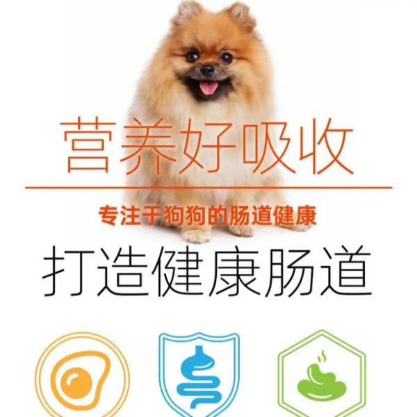 博美犬都吃什么（博美犬吃什么品牌的狗粮最好）