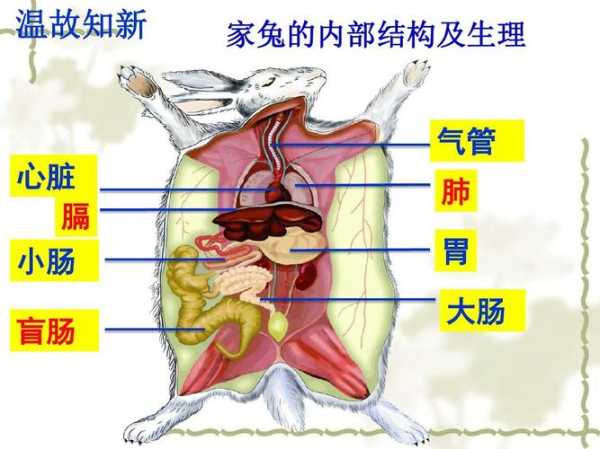 兔子面部器官的介绍图（兔子的脸蛋）