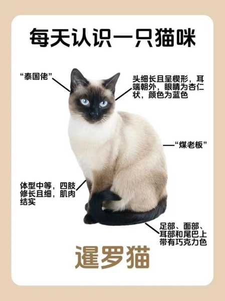 给暹罗猫取名（暹罗猫取名字公猫）