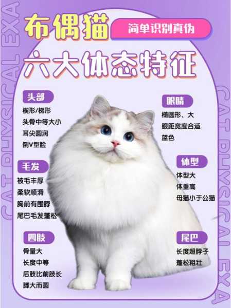 为什么布偶猫不喜欢叫（布偶猫不喜欢叫吗）