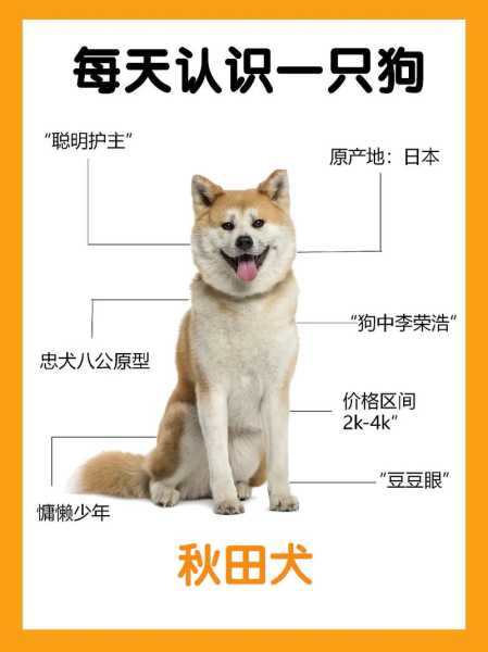 秋田犬有什么特长（秋田犬特点性格）