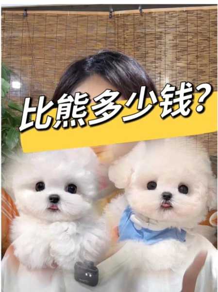 比熊犬贵吗?购买纯种的（比熊狗价钱）