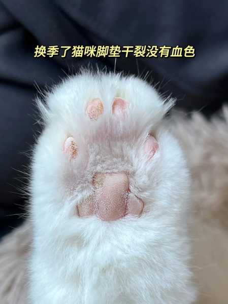 猫咪足部护理不可忽略的问题（猫咪脚垫护理）