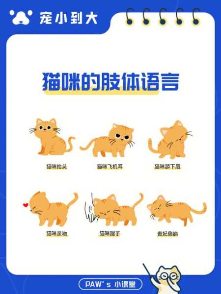 猫奴吖什么意思（猫奴含义）