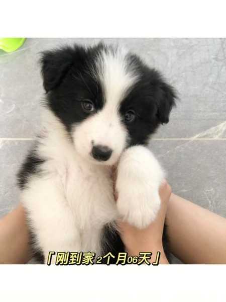 边境牧羊犬耳朵是立起来的吗（边境牧羊犬耳朵什么时候有变化）