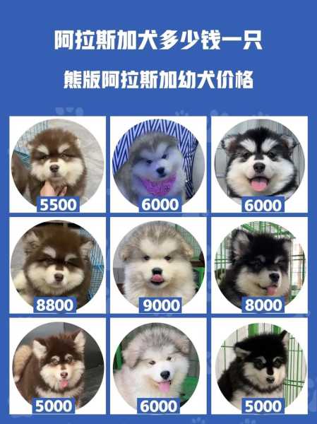 阿拉斯加犬怎么遛（阿拉斯加犬如何）