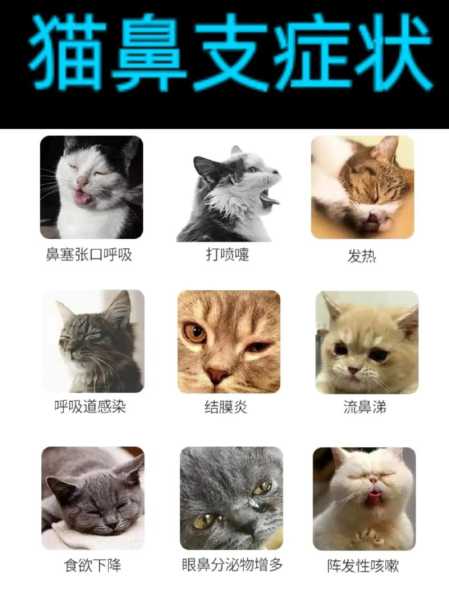 得了猫鼻支会死吗（猫得了鼻支会不会传染其他猫）