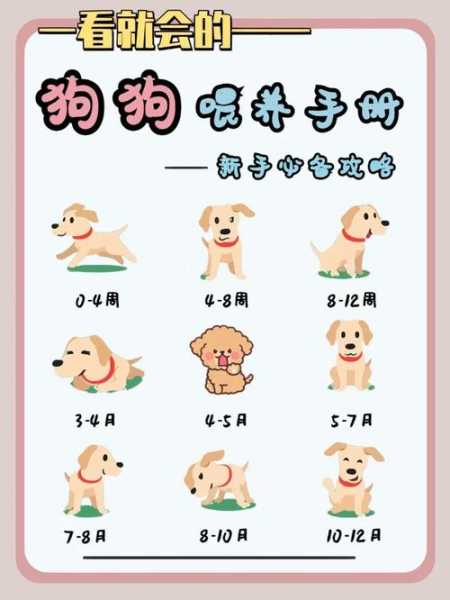 拉布拉多幼犬怎么喂养方法视频（拉布拉多犬幼犬怎么喂养方法）