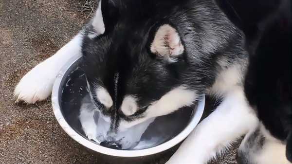 哈士奇可以喝糖水吗（哈士奇可以喝饮料吗）