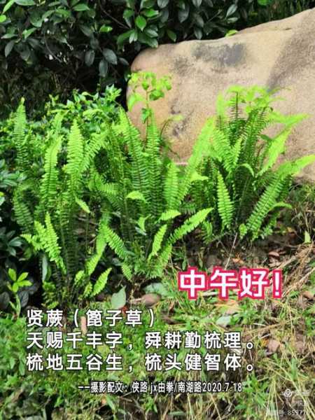 肾蕨是药材吗（肾蕨的功效与作用室里宜放哪些植物）