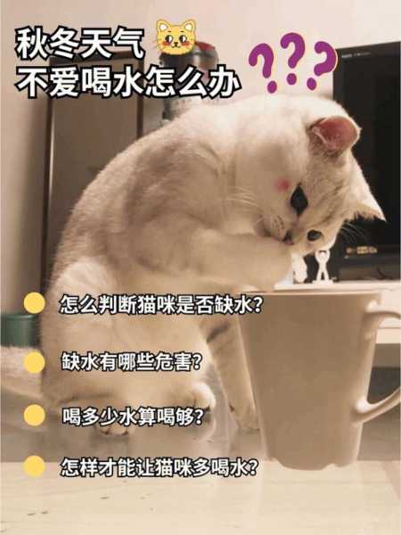 我家猫不喜欢喝水怎么办（猫猫不喜欢喝水怎么办）