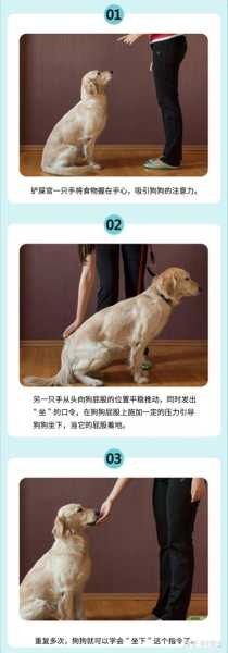 怎么训练杜宾犬不咬人（杜宾犬如何训练的遛弯不咬人）