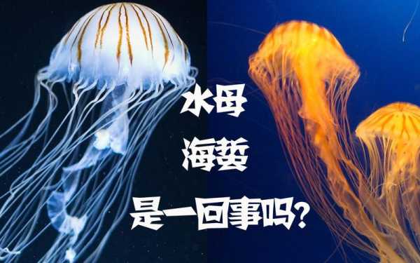 海蜇是水母吗有危险吗（海蜇是水母吗有危险吗视频）