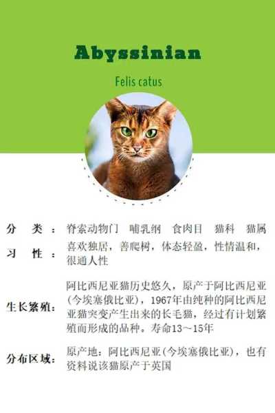 阿比西尼亚猫的特征和外形特征（阿比西尼亚猫优点）