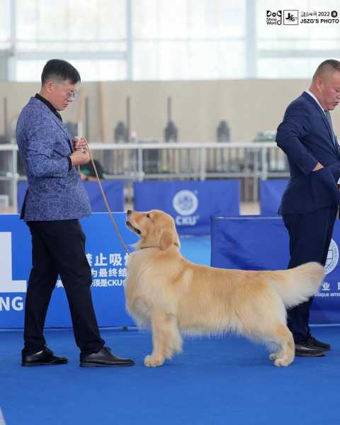 怎么培养赛级犬（赛级犬怎么比赛）