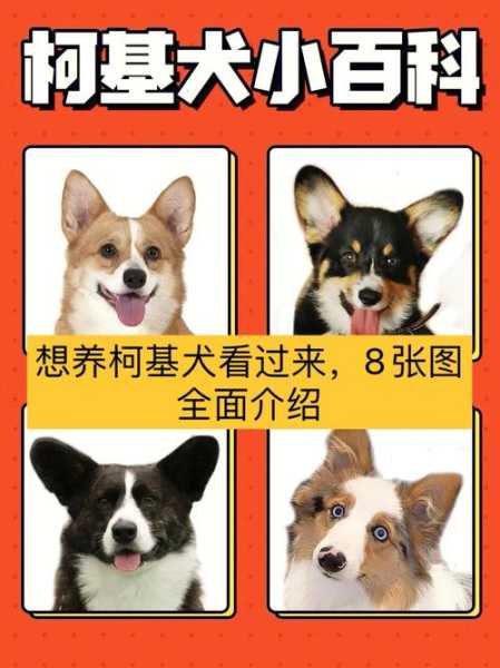 这四种犬性情猛烈怎么办（各种犬类性格）