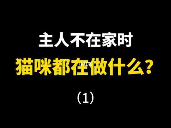 主人不在家猫咪会做什么（主人不在家猫咪会做什么事情）